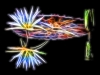 pond lilies